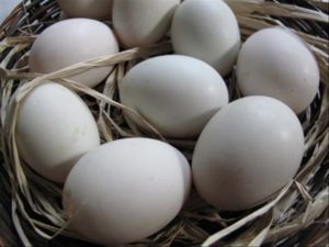 7  Manfaat Telur Angsa Untuk Kesehatan Dan Kecantikan