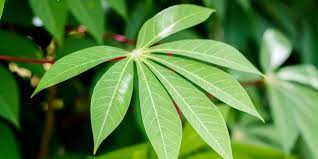Manfaat daun singkong untuk pengobatan dan kesehatan